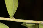 Toothed whitetop aster 